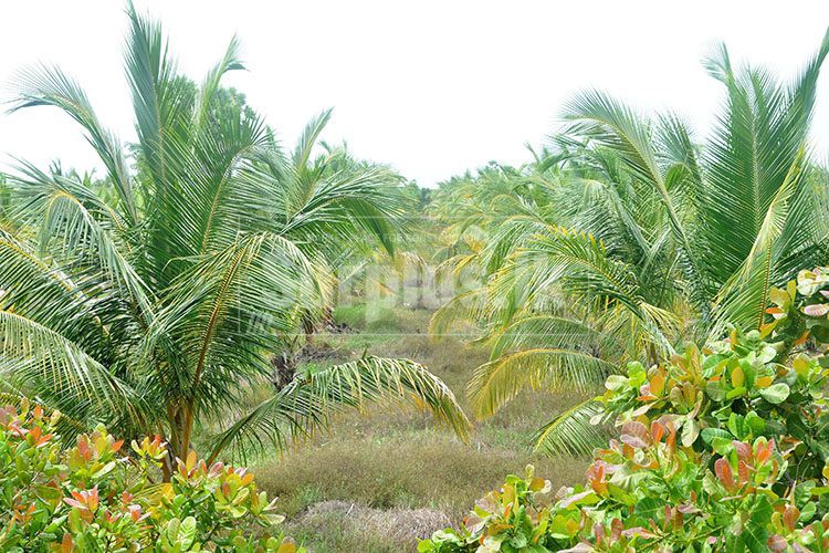 101750x500 101750x500