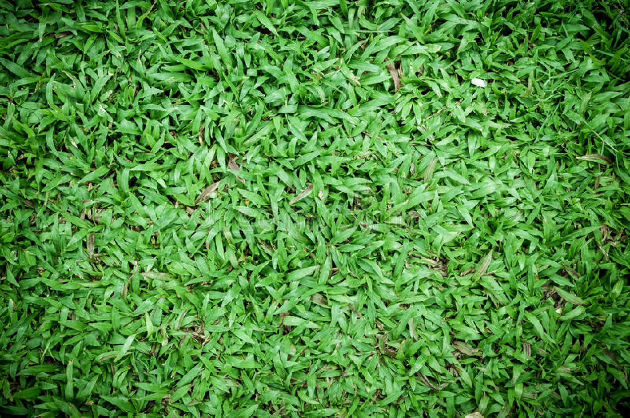 Malaysian grass – Surplus