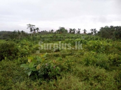 207 Perches Land for Sale at Dodangoda Kalutara