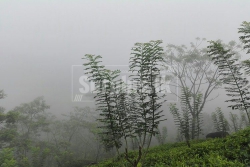 Well Cultivated 20.5 Acres Land for Sale at Malgalla Galle.