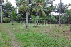 1.5 Acres Coconut Land for Sale in Nawagamuwa Kaduwela. Property Description