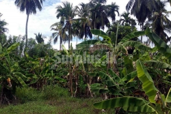 2 Acres Land for Sale in Angunukolapelessa