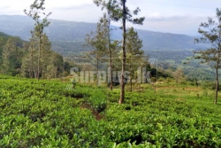 14 Acres Tea Land with Bungalow for sale at Hewaheta Kandy.