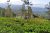 14 Acres Tea Land with Bungalow for sale at Hewaheta Kandy.