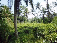 Well Cultivated 10 Acres Land for Sale in Pitigala Galle.