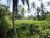 Well Cultivated 10 Acres Land for Sale in Pitigala Galle.