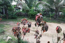 15 Perches Land for Sale in Yakkala Town