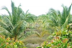 Commercial Property for Sale in Beach Road Kalkudah.