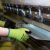 Work Gloves –  Firm Grip Large Cut Resistant Glove