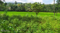 අගලවත්ත ගිරිකොල සරු මනරම් ඉඩම