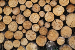 Timber Logs