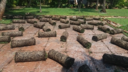 Malaysian carpet grass