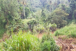 25 Acres Coconut Estate for Sale Molagoda Pinnawala Kegalle.