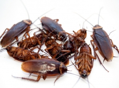 Control of Cockroaches