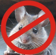 Control of Rats/mice