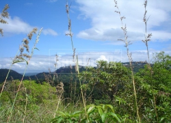 5 Acre Land For Sale in Kandy – Ideal for Eco-Friendly Leisure Facility/ Holiday Bungalows