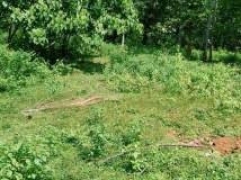 Residential Land for Immediate Sale in Giriulla New Town