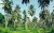 Coconut Land for Sale in Narangoda