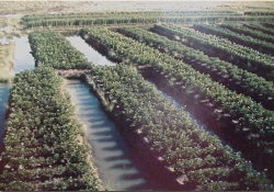 IRRIGATION & DRAINAGE CANALS