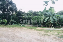 Well Cultivated Land for Sale at Deraniyagala.