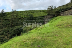 A Valuable Land in Nuwara Eliya from Immediately Sale
