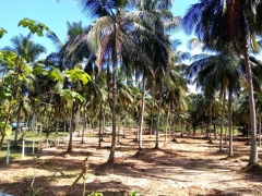 Thorayaya, Badagamuwa Land for Sale