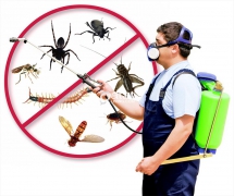 ANTI TERMITE & PEST CONTROL SERVICE