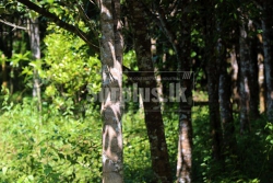 10 Perches of Valuable Agar wood Land for Sale in Deraniyagala.