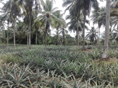 Land for sale in Wathurugama