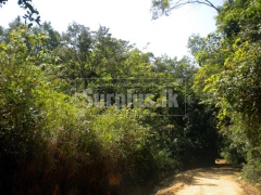 13 Acres Land for Sale in Belihuloya