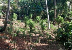 ගොඩිගමුව