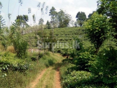 Beautiful Land for Sale in Balangoda.