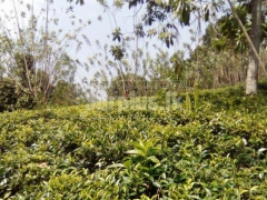 Beautiful Land for Sale in Balangoda.
