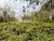 Beautiful Land for Sale in Balangoda.