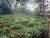 Land For sale in Ruwanwella Facing to paddy field