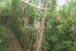 Valuable Land for sale in Akuressa Matara.