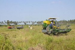 Goyan kapana mashima