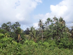 166 Perches Bare Land for Sale at Kaleliya Mirigama.