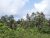 166 Perches Bare Land for Sale at Kaleliya Mirigama.