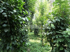 Well Cultivated 152 Perches Land for Sale in Matale.