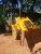 JCB 3CX Backhoe