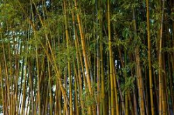 Bamboo trees