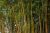 Bamboo trees