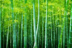 BAMBOO TRESS(UNA GAS)