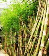 Sell Bamboo Trees