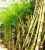 Sell Bamboo Trees