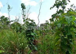 4 Acre Teak Land for Long Term Lease in Anuradhapura