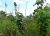 4 Acre Teak Land for Long Term Lease in Anuradhapura