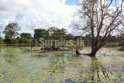 Water front Land for Sale in Sigiriya