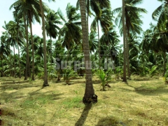 WELL GROWN COCONUT ESTATE FOR SALE !